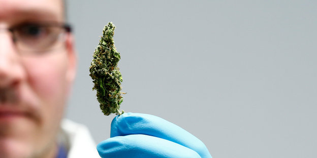 Laborant mit Cannabispollen