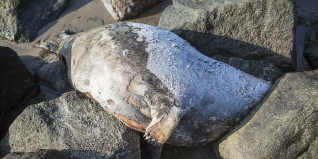 Eine tote Robbe zwischen Steinen am Strand