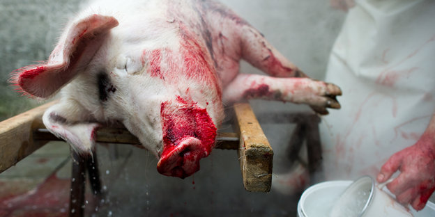 Geschlachtetes Schwein mit Blut verschmiert