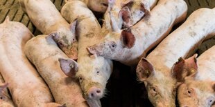 Mehrere Schweine dicht aneinander gedrängt