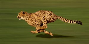 Ein Gepard auf der Jagd