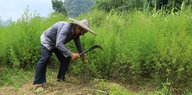 Ein Bauer schneidet mit einer Sichel Beifuß-Pflanzen