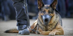 Ein Schäferhund mit Maulkorb