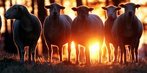 Schafe im Dämmerlicht