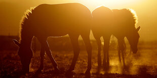 Zwei Przewalski-Pferde, vom Licht des Sonnenaufgangs beleuchtet