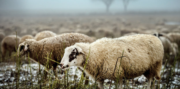 Schafe in winterlicher Landschaft