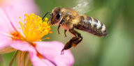 Eine Biene sammelt den Nektar von einem rosafarbenen Sonnenröschen.