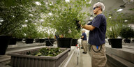 Arbeiter beschneidet Cannabispflanze in Plantage