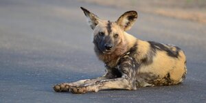 Ein Wildhund liegt auf einer Straße in der Sonne