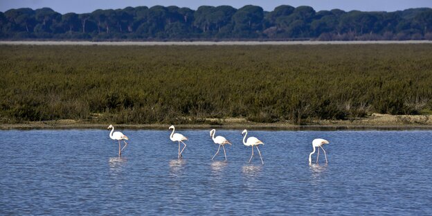 Flamingos im Nationalpark Donana