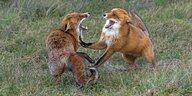 Zwei Füchse streiten sich