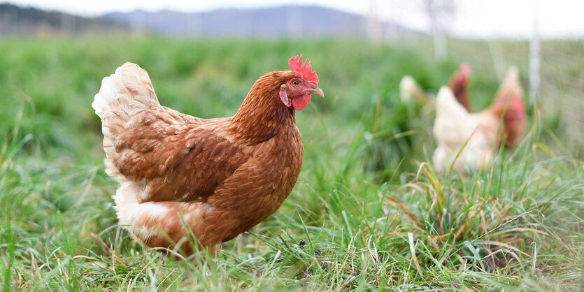 Ein Huhn auf einer Wiese