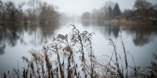 Ein natürliches Feuchtgebiet an der Havel.