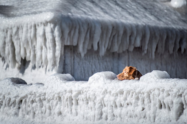 Ein Hund guckt über eine völlig eingefrorene Mauer