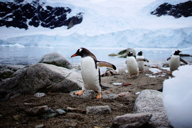Pinguine watscheln auf Sand