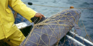 Ein Schweinwal liegt an Bord eines Schiffes und ist gefangen in einem Netz.