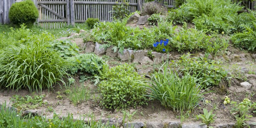 gemischter Permakulturgarten