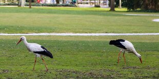 Zwei Störche auf einer Wiese