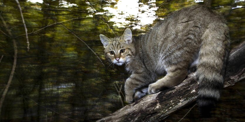 Eine Wildkatze steht auf einem Ast