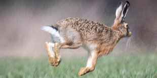 Ein Hase auf einer Wiese hüpft nach rechts