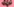 drei Rote-Bete-Knollen auf rosa Untergrund