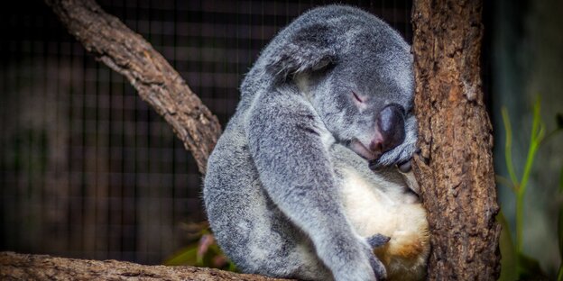 Ein Koala schläft auf einem Ast