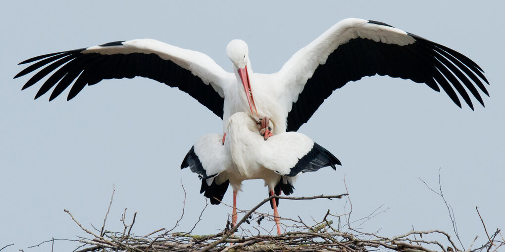 Zwei Störche in ihrem Nest