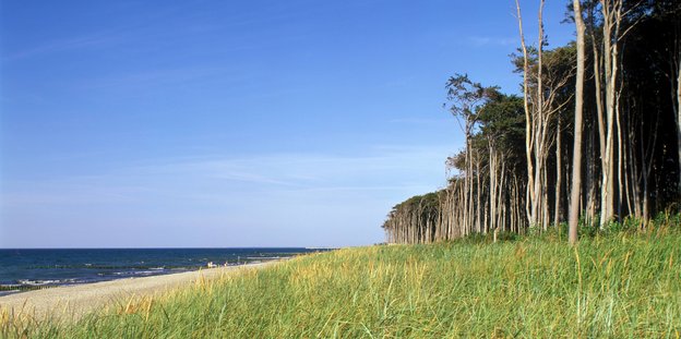Bäume, Strand und Ostsee