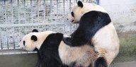 Zwei Pandabären haben Geschlechtsverkehr