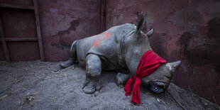 Einem Nashorn sind mit einem roten Tuch die Augen verbunden