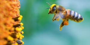 Voll bepackt mit Pollen und Blütenstaub ist eine Biene am 05.07.2016 im Anflug zu einer blühenden Sonnenblume in einem Feld nahe Frankfurt (Oder) (Brandenburg) zu sehen