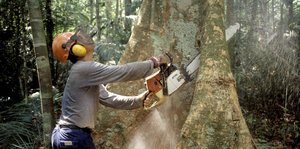 Ein Holzfäller arbeitet mit einer Kettensäge im Regenwald des Amazonas an einem Urwaldriesen.