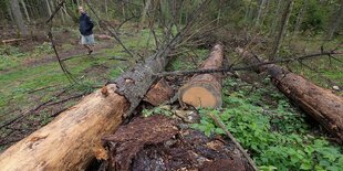 Ein gefällter Baum im Wald