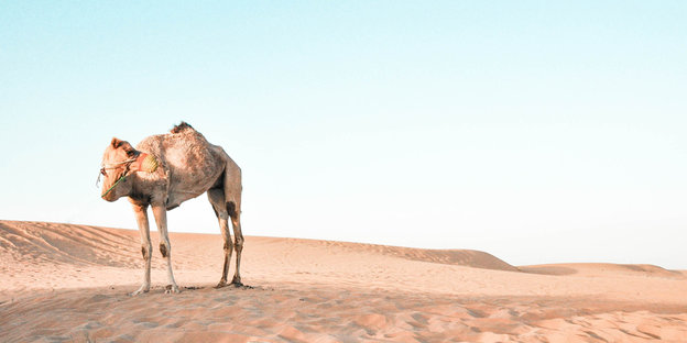 Ein Kamel steht auf einer Sanddüne in einer Wüste