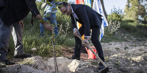 Minister Heiko Maas pflanzt einen Baum