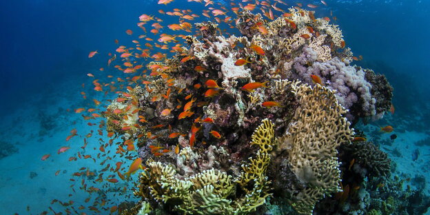 Fische am Great Barrier Reef, an der Küste von Queensland, Australien