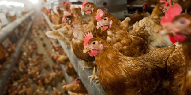 Hunderte Hühner in einem Stall