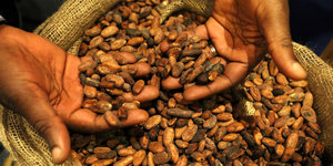 zwei Hände mit Kakaobohnen