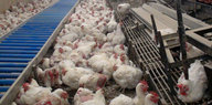Hühner in einem schlechten Zustand tummeln sich auf engem Raum in einem Stall.