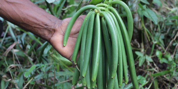 Ein Landwirt zeigt grüne Vanilleschoten in der Region Sambava auf Madagaskar