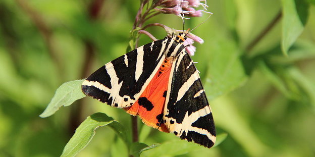 Ein schwarz-rot-beige gestreifter Schmetterling.