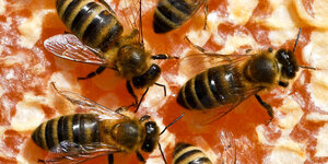 Bienen arbeiten auf ihren Waben