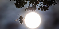 Eine Biene unter einem Baum im Licht