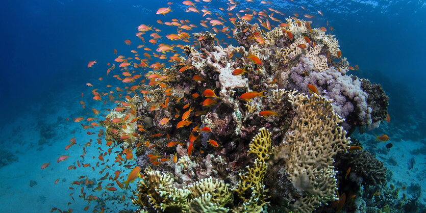 Fische am Great Barrier Reef