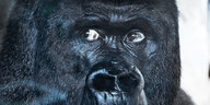 Ein Gorilla-Gesicht