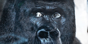 Ein Gorilla-Gesicht