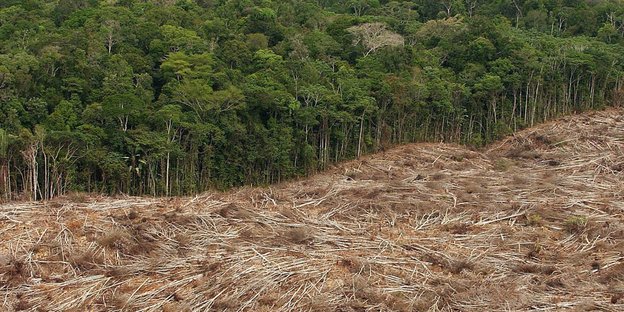 Abholzung des Regenwaldes im Amazonasgebiet