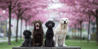 Vier Hunde sitzen auf einer Bank und gucken in die Kamera