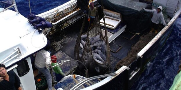 Ein Netz voller Fische auf einem Schiff