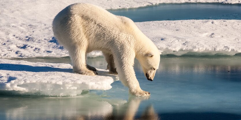 Eisbär steht auf einer Eisscholle